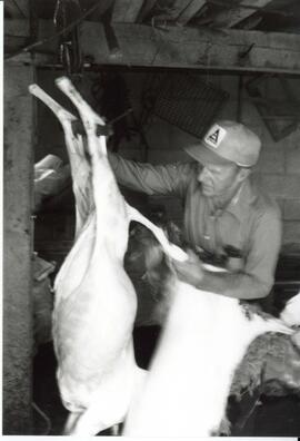 Photograph of a person removing the wool and hide from a butchered lamb carcass