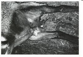 Photograph of Jerry Townsend's ewe with severe mastitis