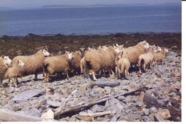 Photograph of a group of sheep standing on the rocks on Gull Island, in Wedgeport, Nova Scotia
